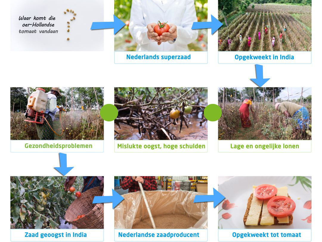 The Seed Production Chain